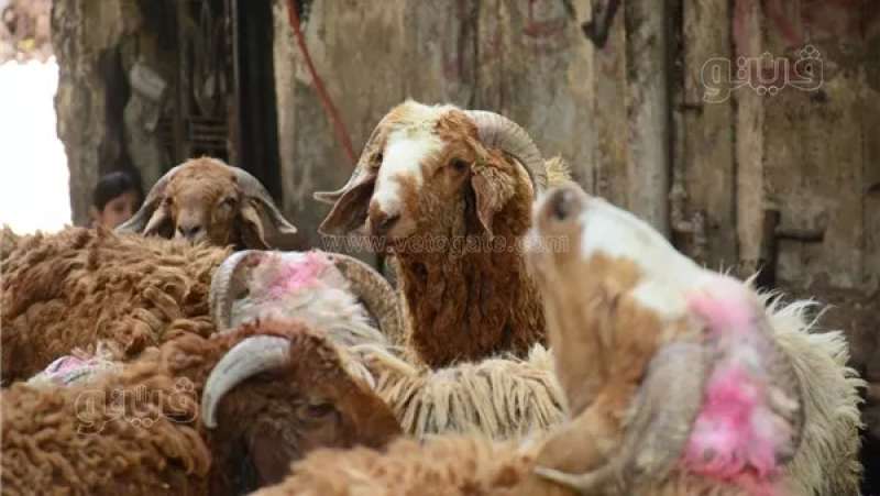 الأضحية