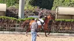 غدا ..إنطلاق نهائي بطولة الجمهورية...