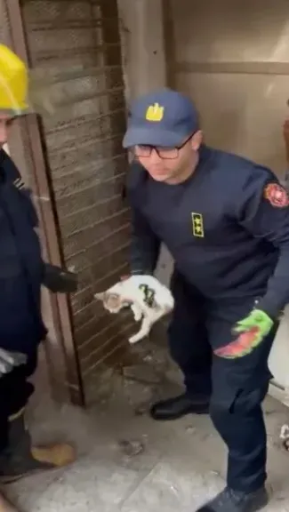 الأجهزة الأمنية تنقذ قطة محتجزة  داخل أحد المحال المغلقة بالفيوم