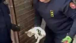 الأجهزة الأمنية تنقذ قطة محتجزة...