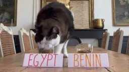 من الأخطبوط بول إلى القطة...