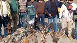 البيئة تضبط طيور وحيوانات برية...