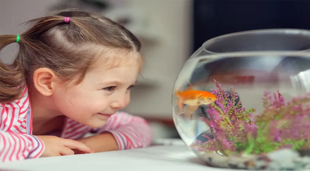 أسماك الزينة