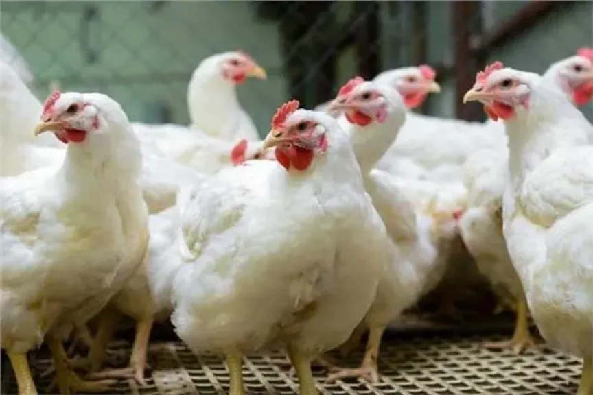 أسعار الدواجن